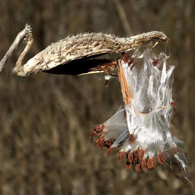 Asclepias - Asclepias physocarpa