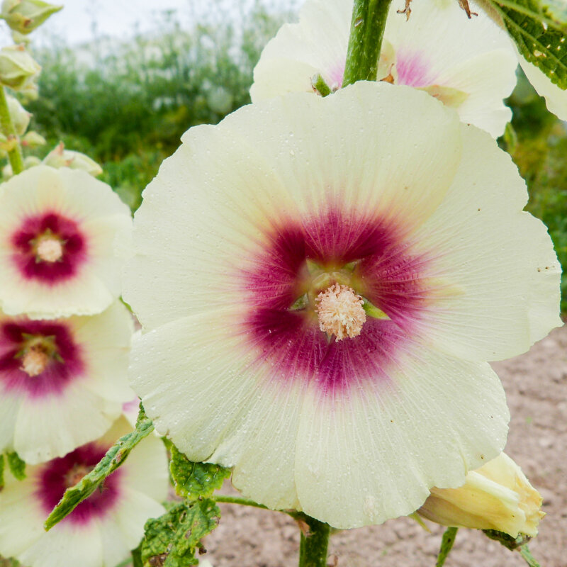 Hollyhock - Halo Cream