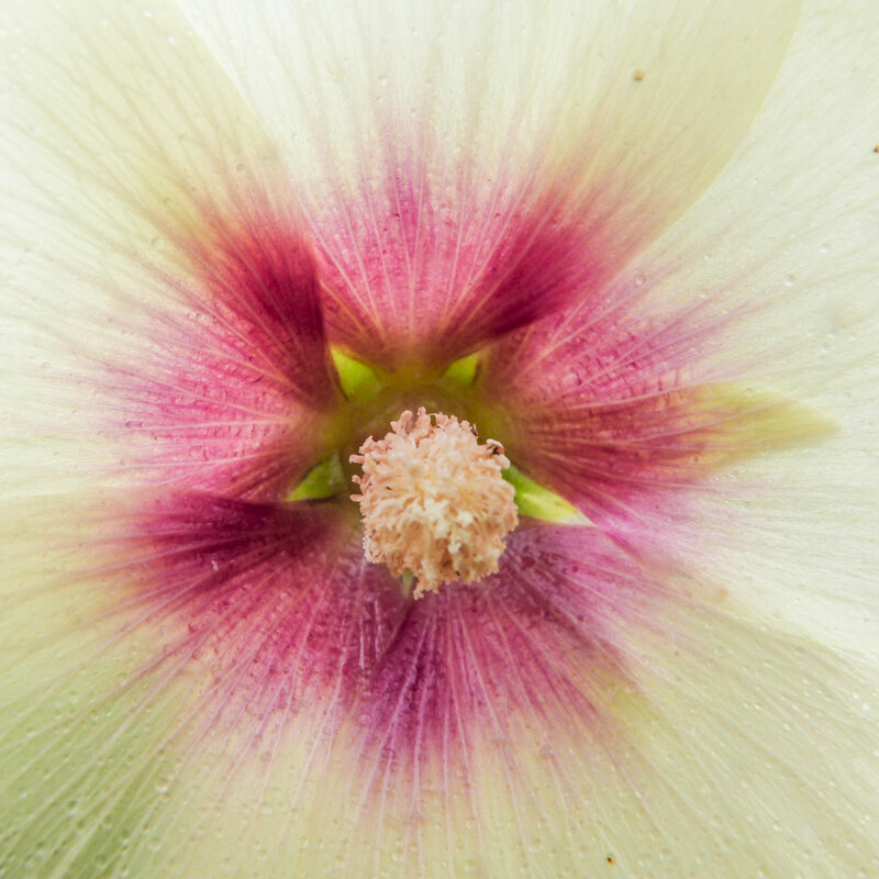 Hollyhock - Halo Cream