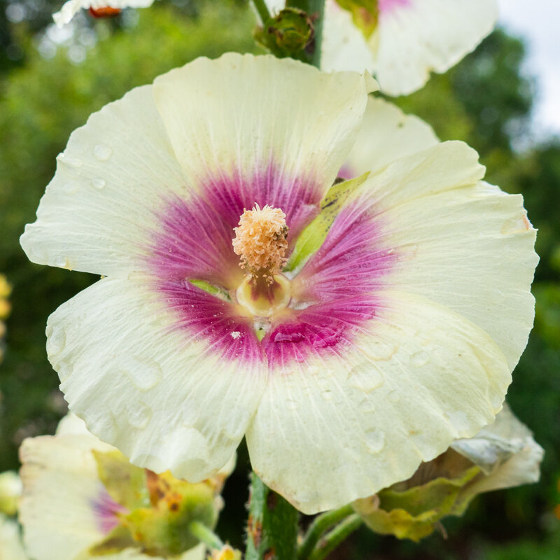 Hollyhock - Halo Cream