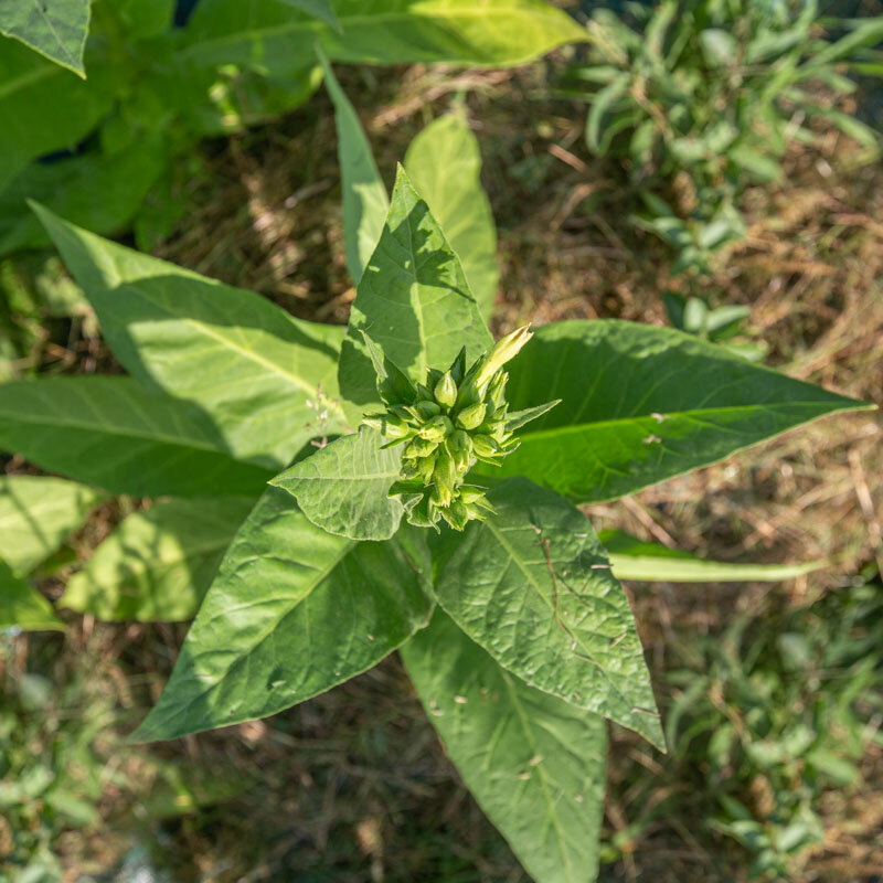 Tobacco - Chapeollo