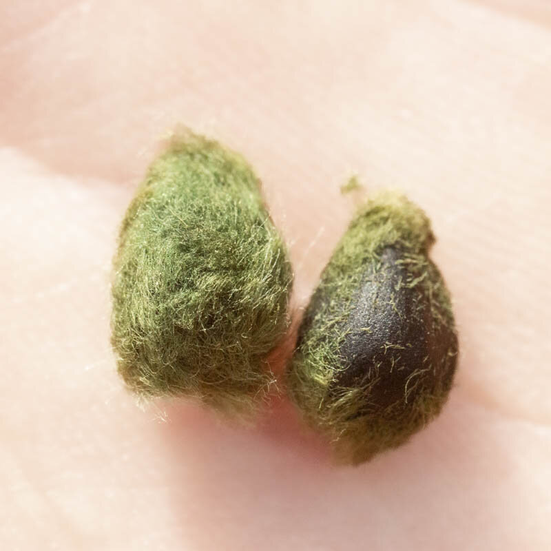 Cotton - Msb Green