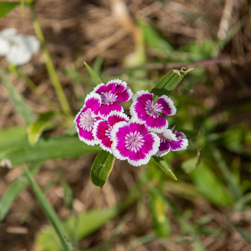 Dianthus - Velvet And Lace