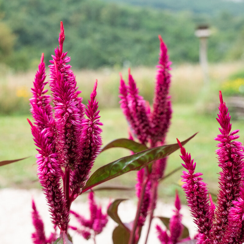 Celosia - Dark Pink Plume