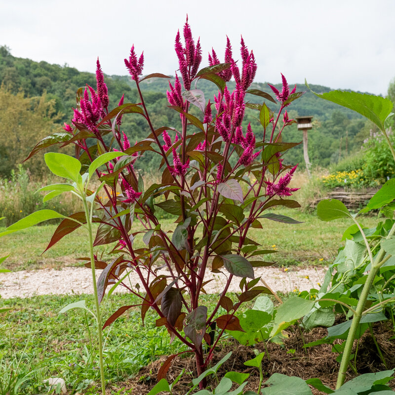 Celosia - Dark Pink Plume