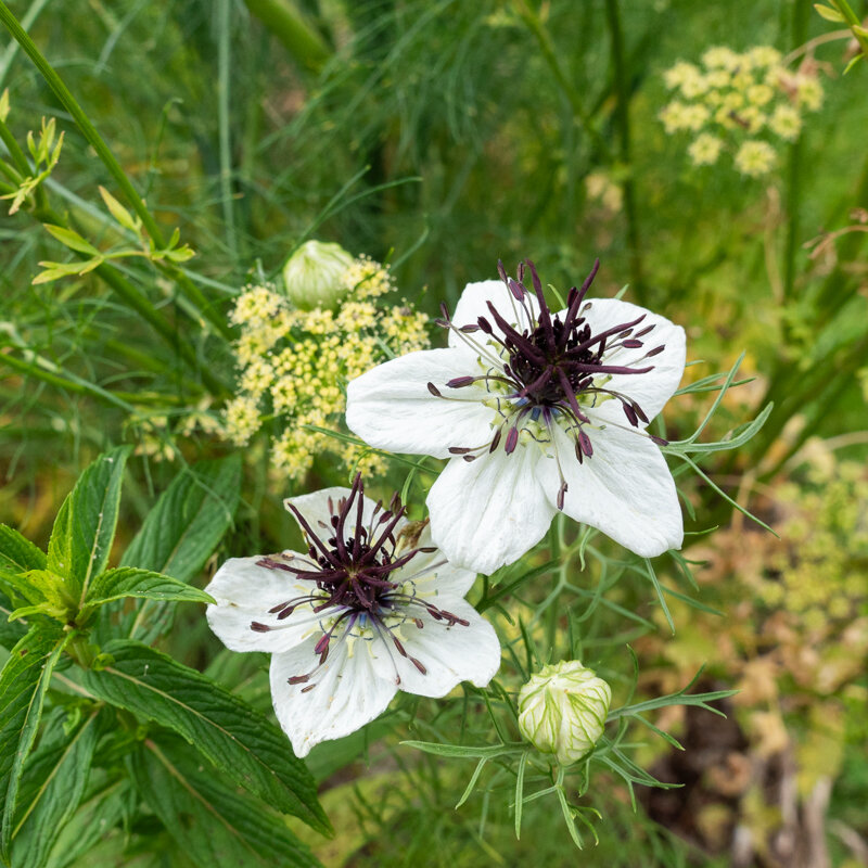 Nigella - African Bride