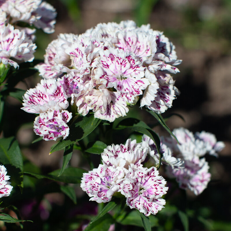 Dianthus - Mix of Double Flowers