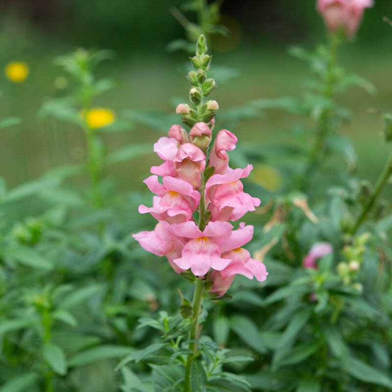 Snapdragon - Defiant Mix