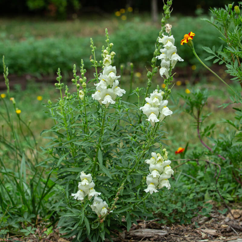 Snapdragon - Defiant Mix