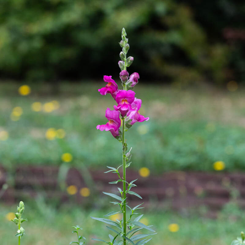 Snapdragon - Defiant Mix