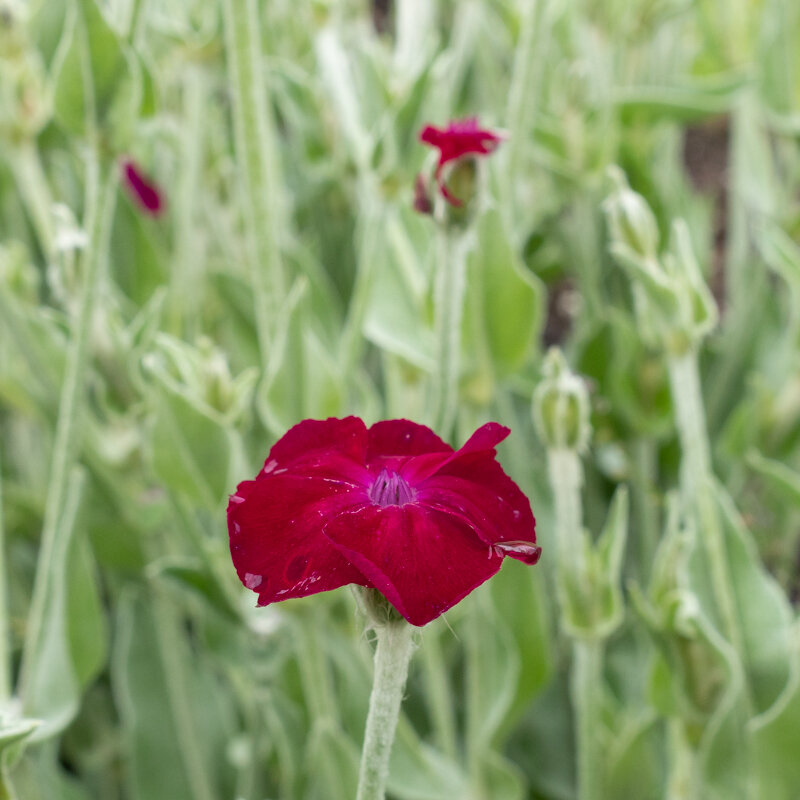 Silene - Silene coronaria