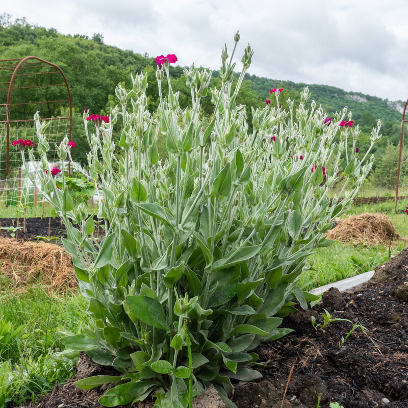 Silene - Silene coronaria