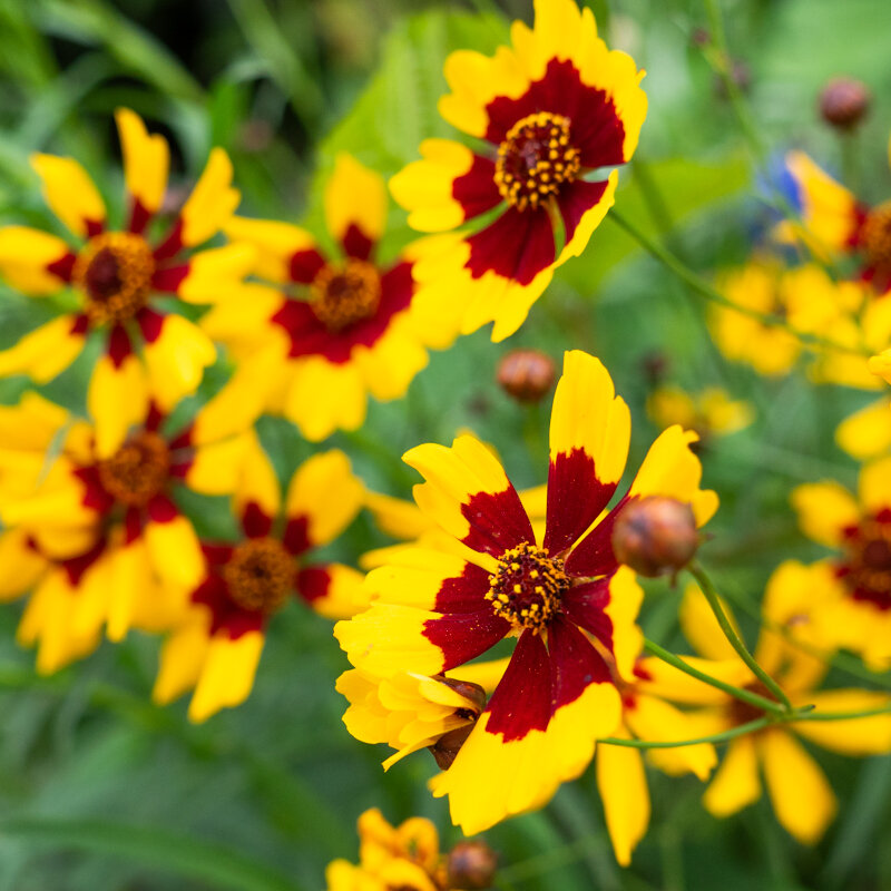 Coreopsis - Tiger Mix