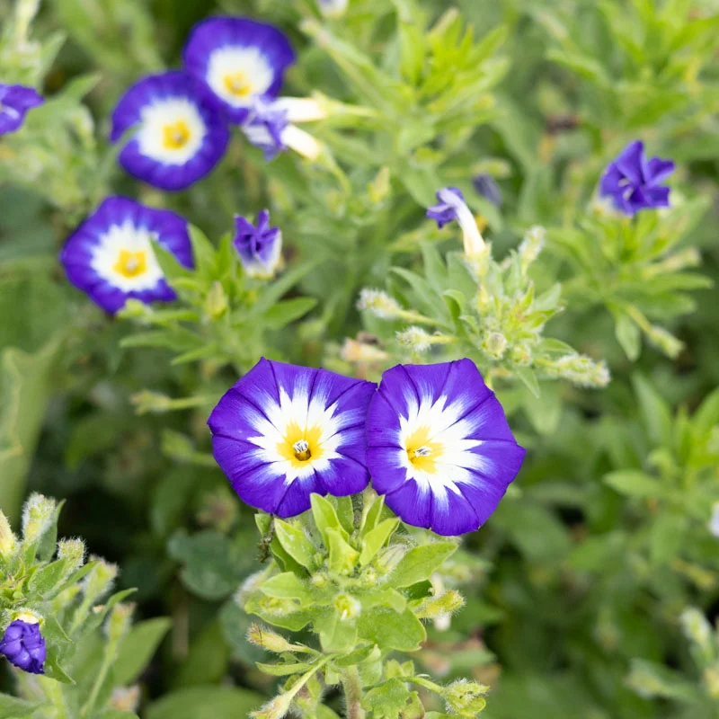 Dwarf Morning Glory - Royal Ensign