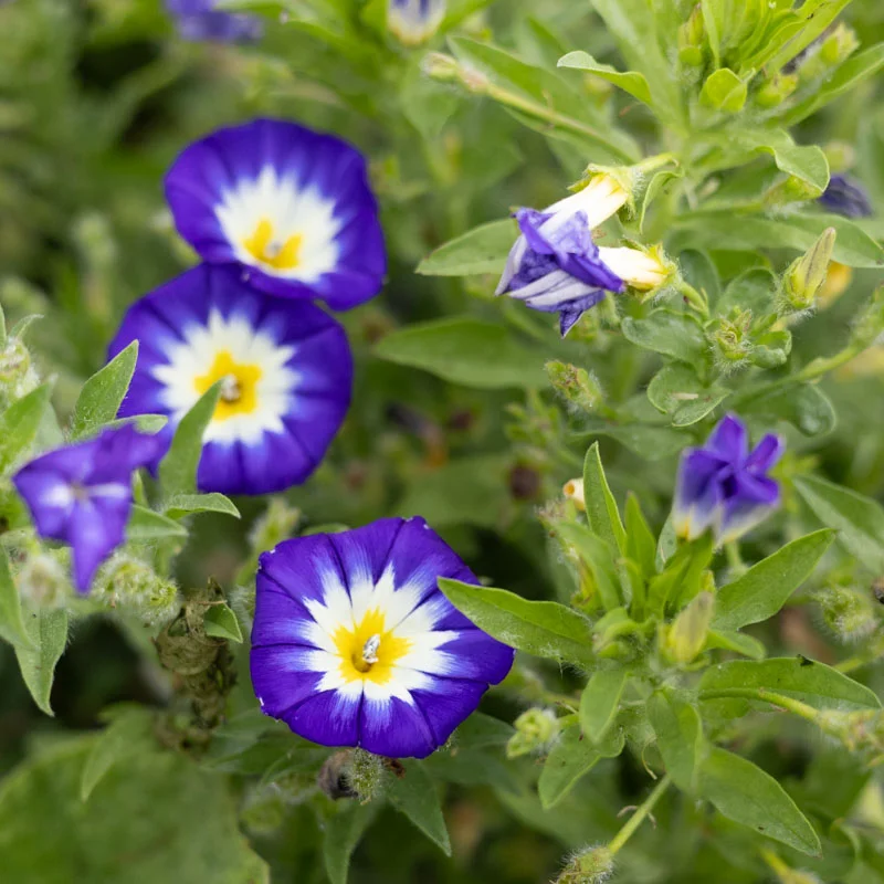 Dwarf Morning Glory - Royal Ensign