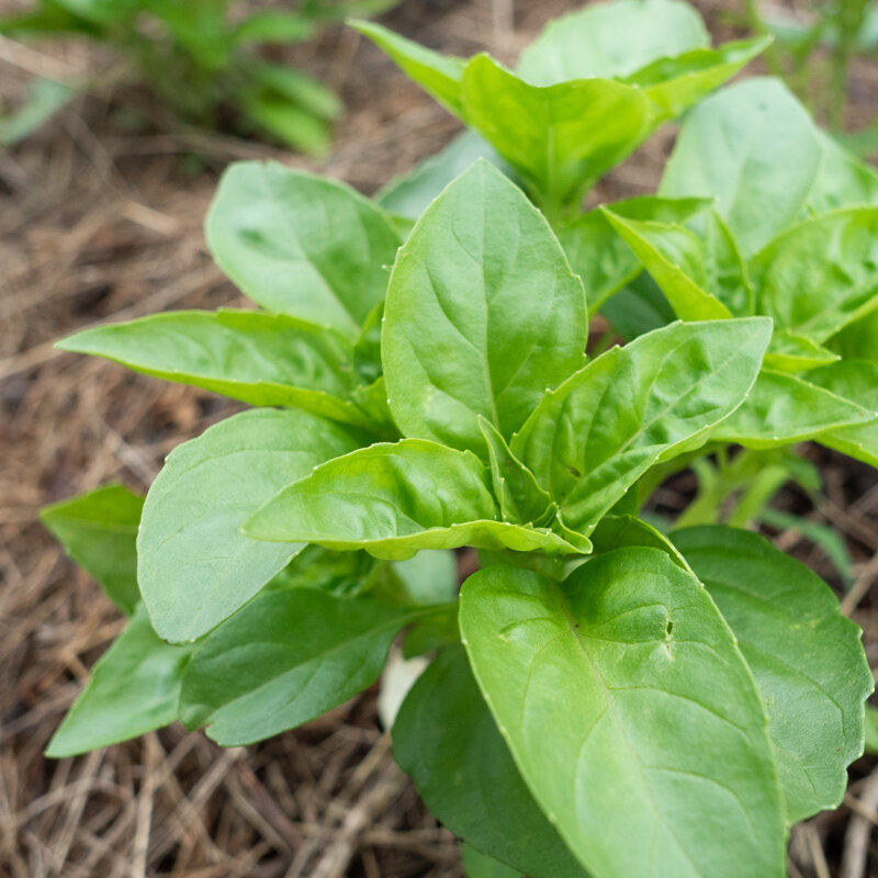 Basil and Tulsis - Rutgers Obsession