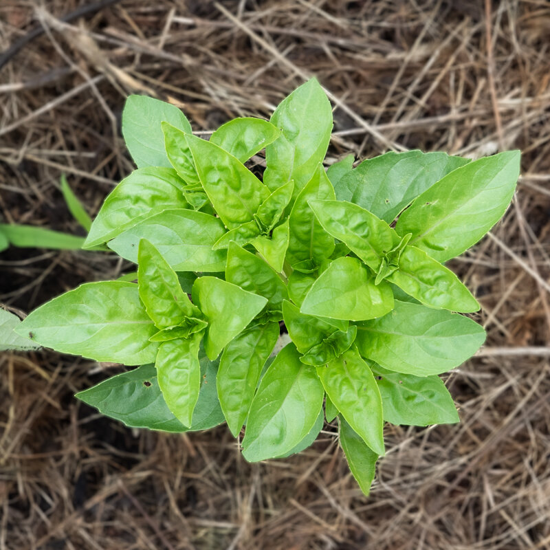 Basil and Tulsis - Rutgers Obsession