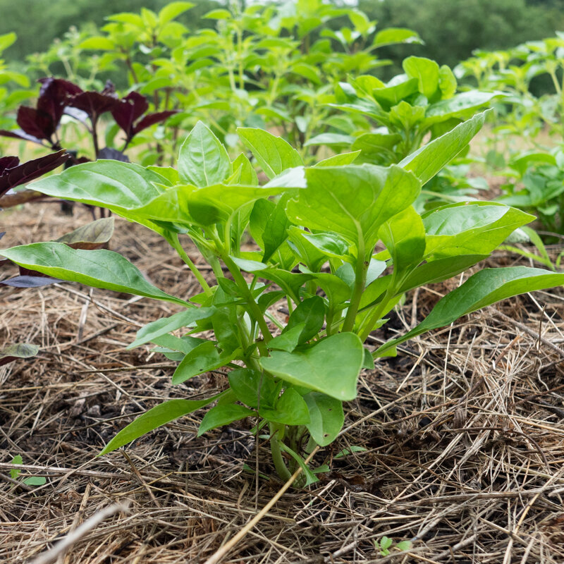 Basil and Tulsis - Rutgers Obsession