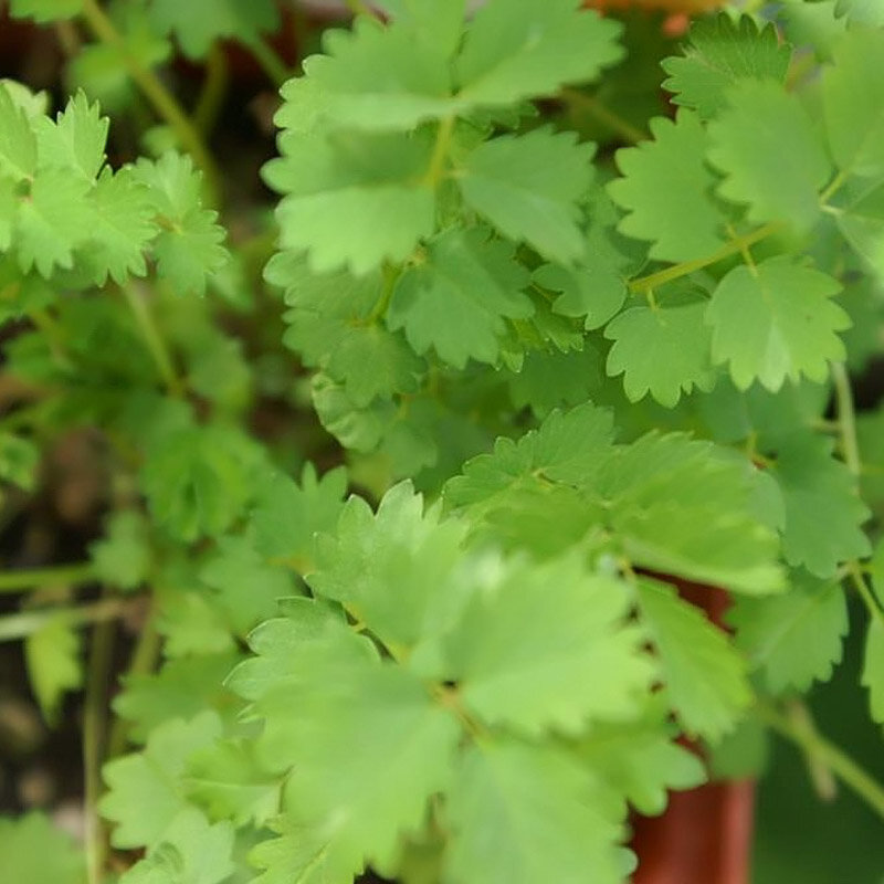 Burnet - Small Burnet Plant