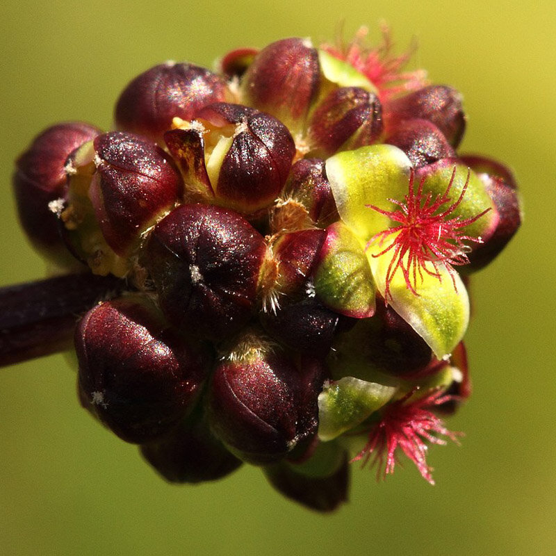 Burnet - Small Burnet Plant