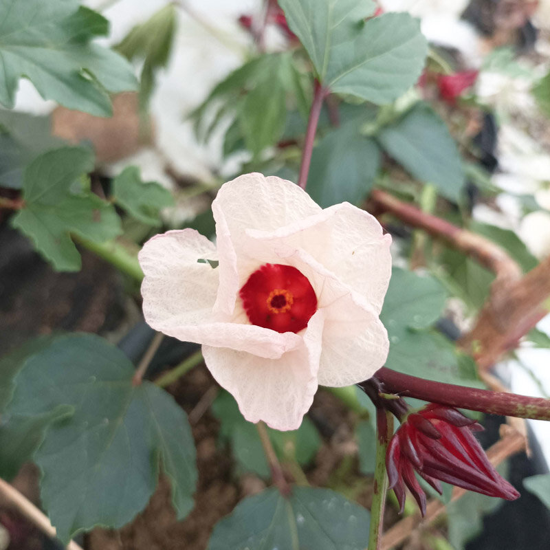 Hibiscus - Hibiscus sabdariffa