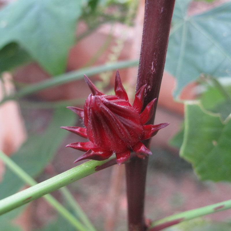 Hibiscus - Hibiscus sabdariffa