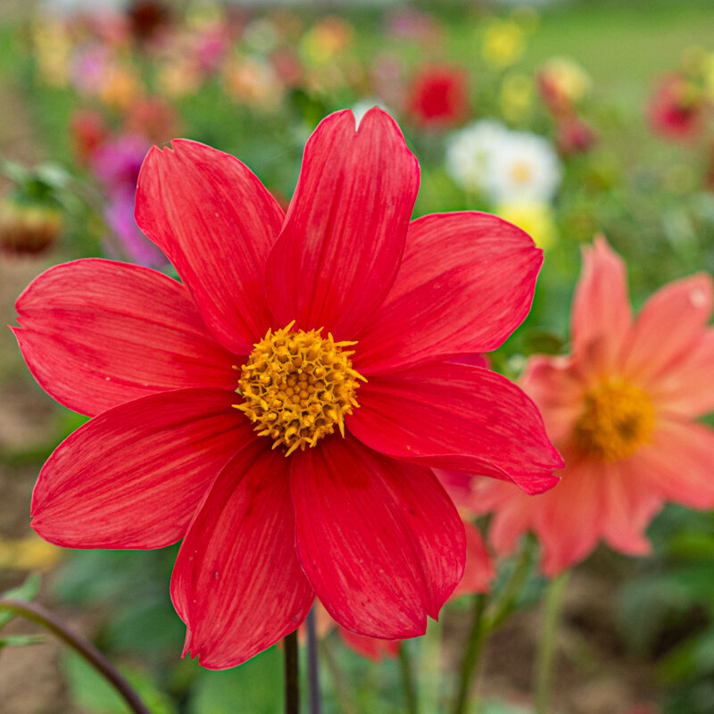 Dahlias - Unwin's Mix