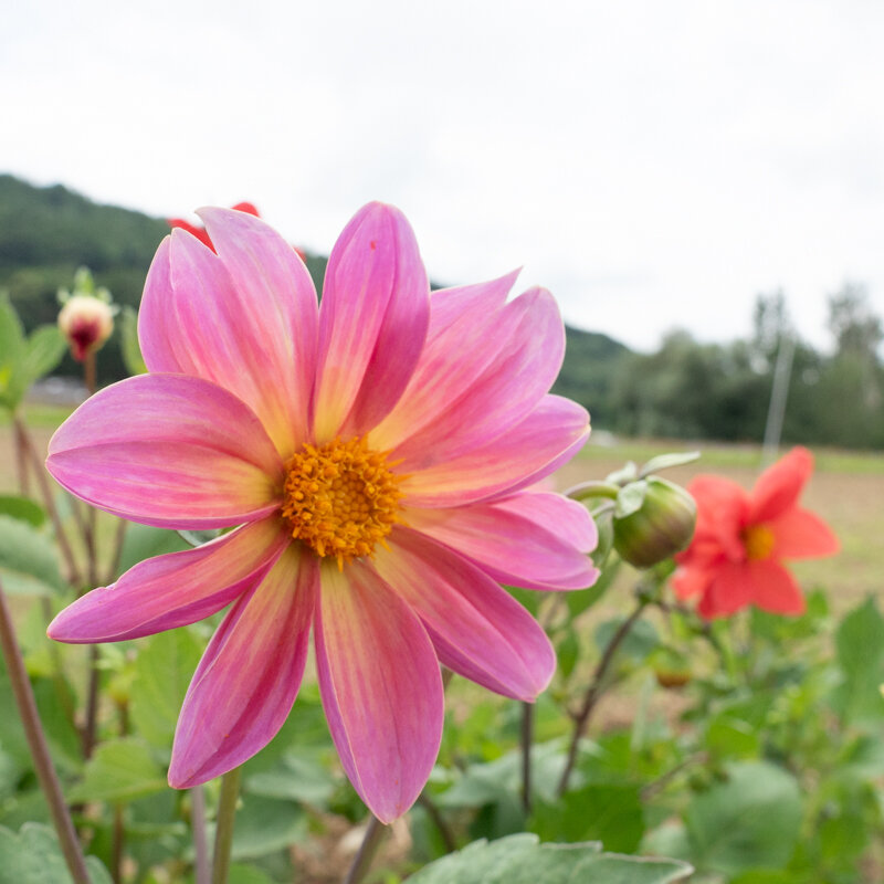 Dahlias - Unwin's Mix