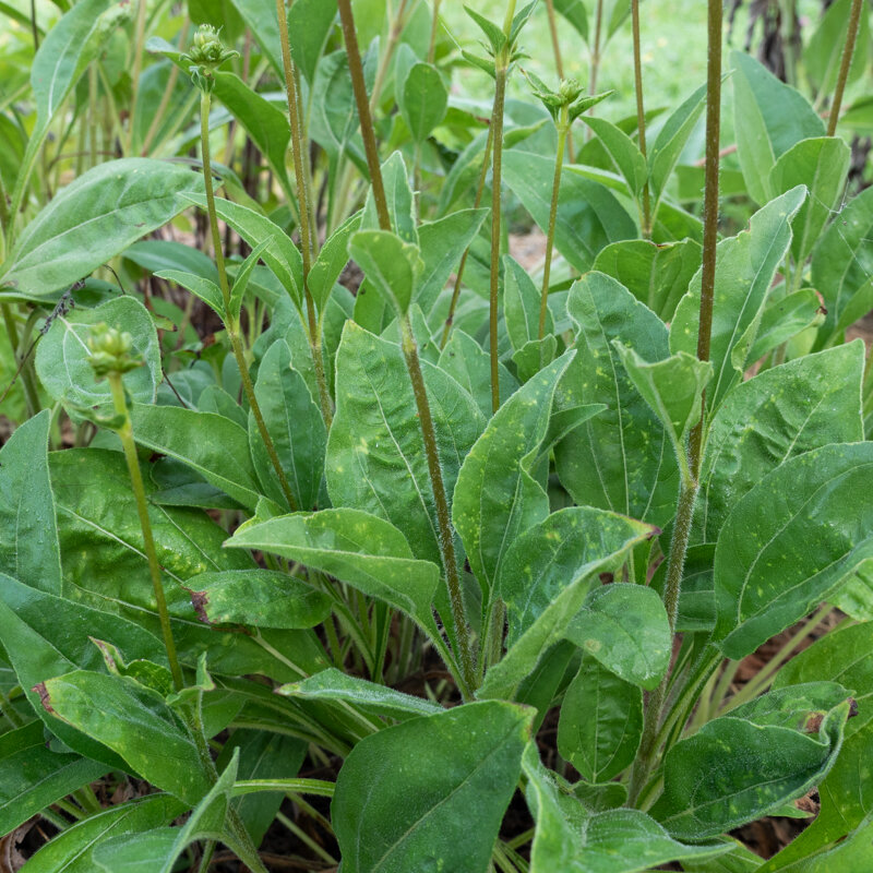 Arnica - Mountain Arnica