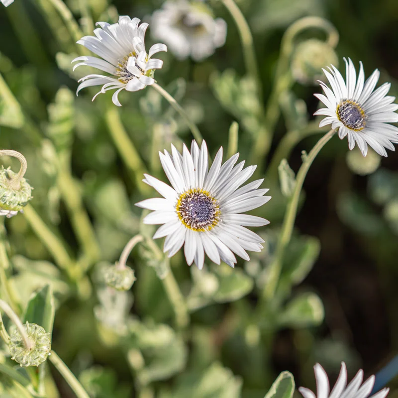 African Daisy - Arctotis White