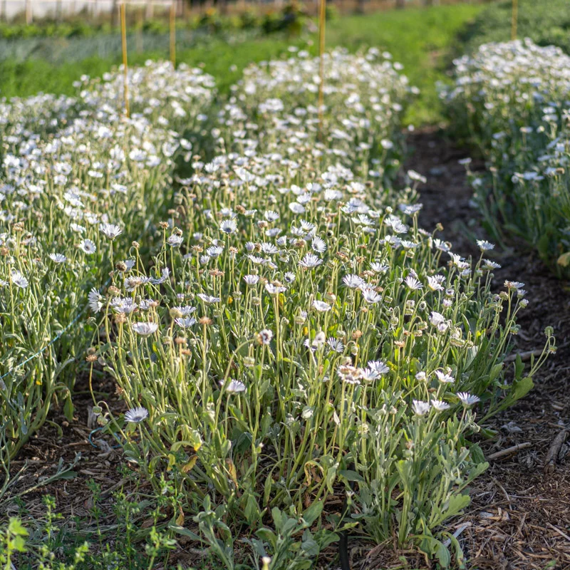 African Daisy - Arctotis White