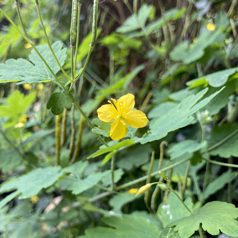 Large Celidonia - Wart Herb