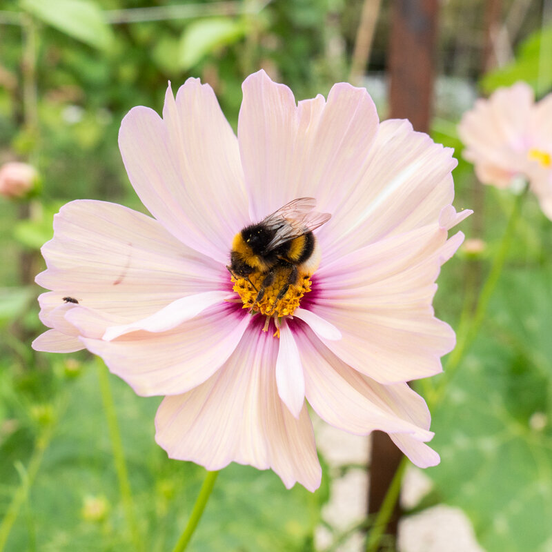 Cosmos - Apricot Lemonade