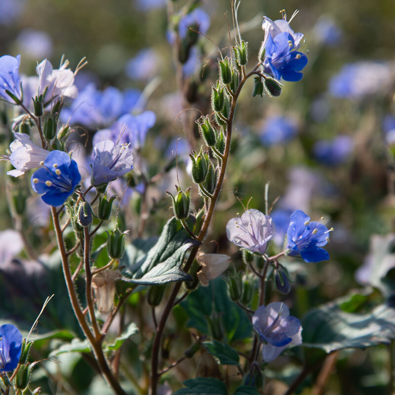 Phacelia - Phacelia Campanula