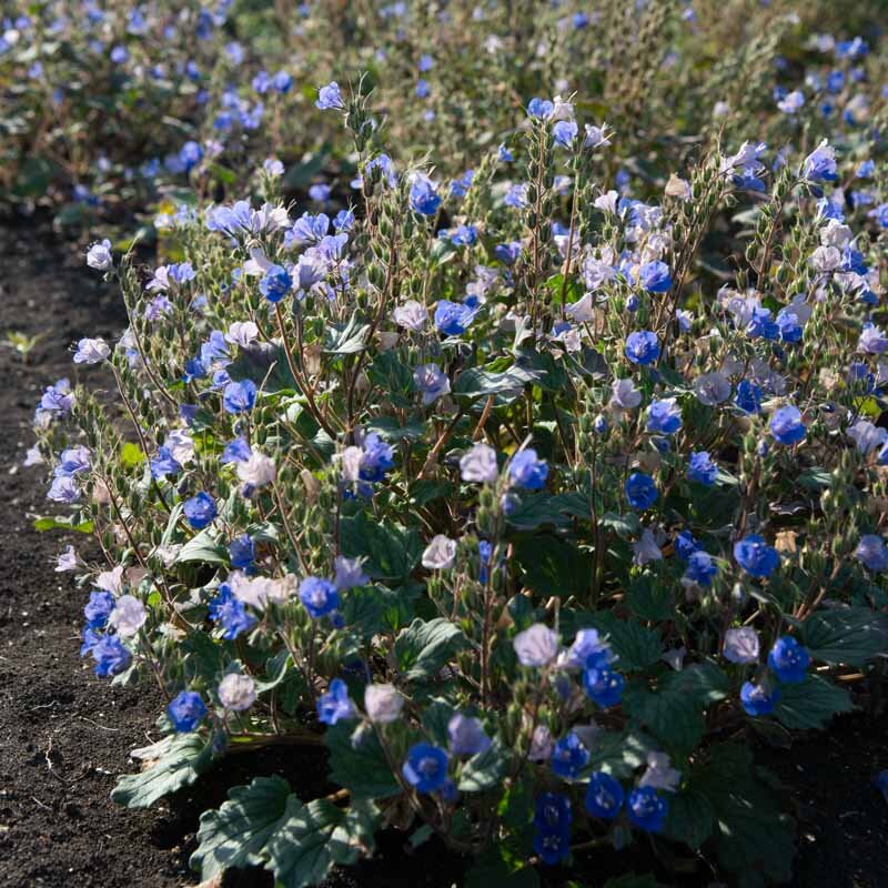 Phacelia - Phacelia Campanula