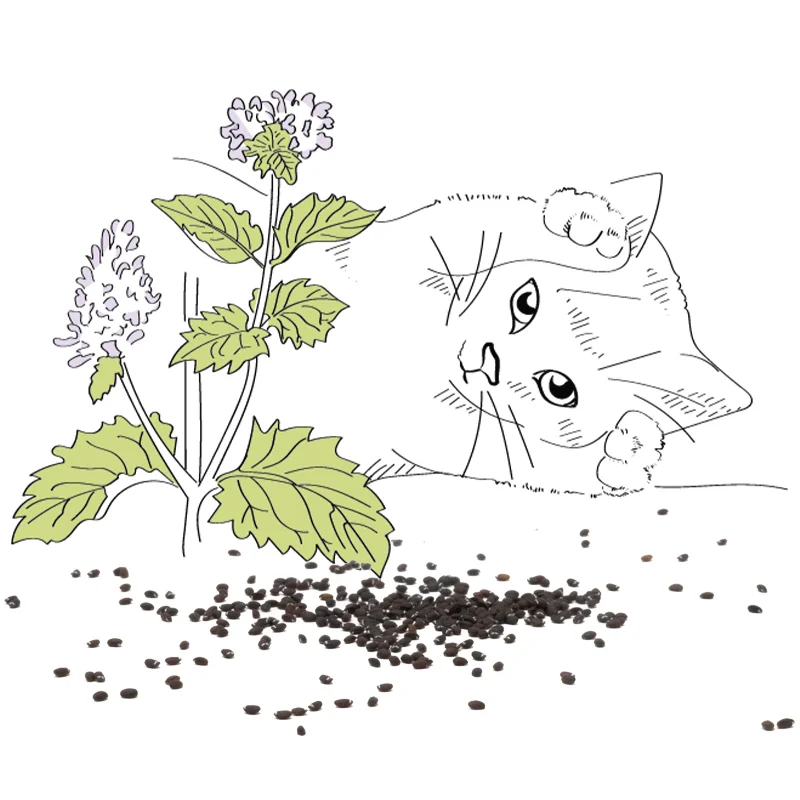 Nepeta - Catmint