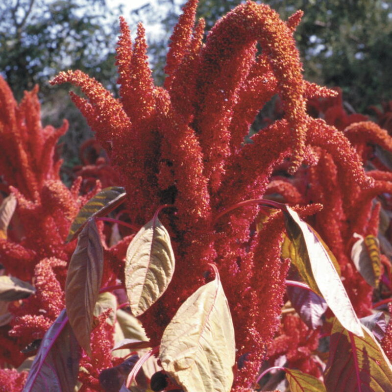 Leafy Amaranth - Hopi Red Dye