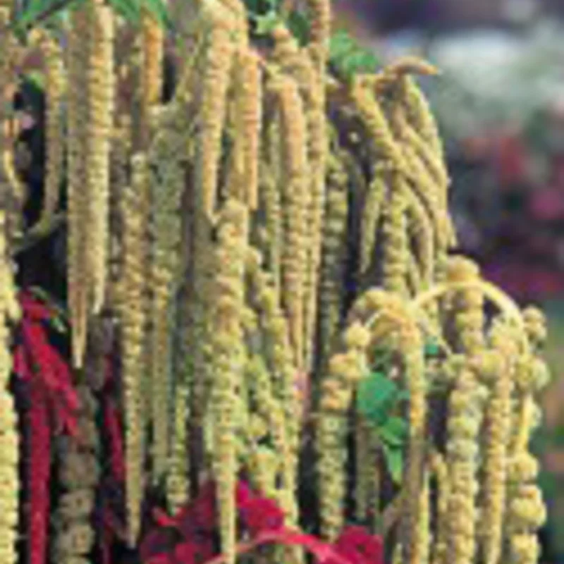 Amaranth - White Foxtail