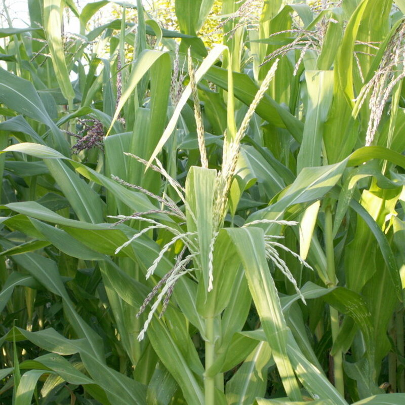 Corn - Stowells Evergreen