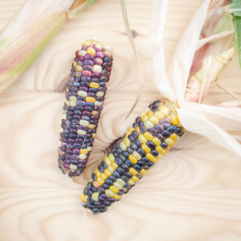 Corn - Triple Play