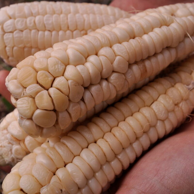 Corn - Early Pearl