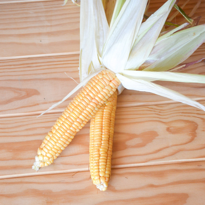 Corn - Golden Midget