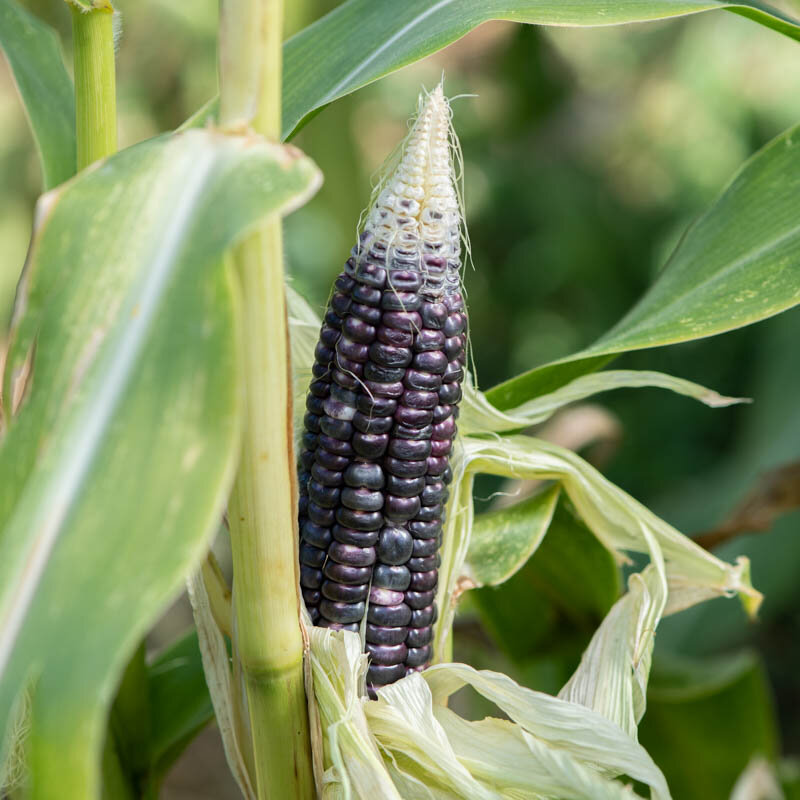 Corn - Black Mexican
