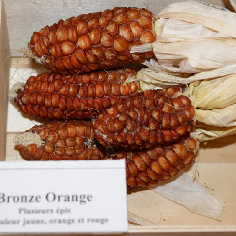 Corn - Bronze Orange