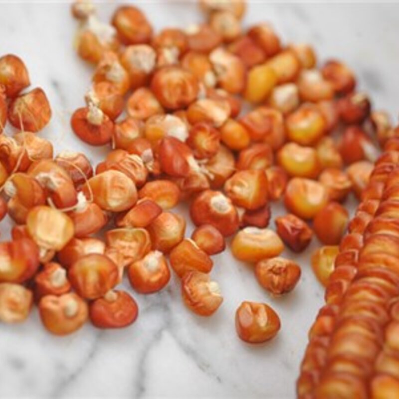 Corn - Bronze Orange