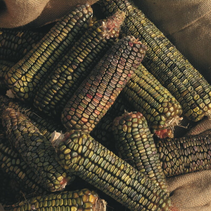 Corn - Oaxacan Green
