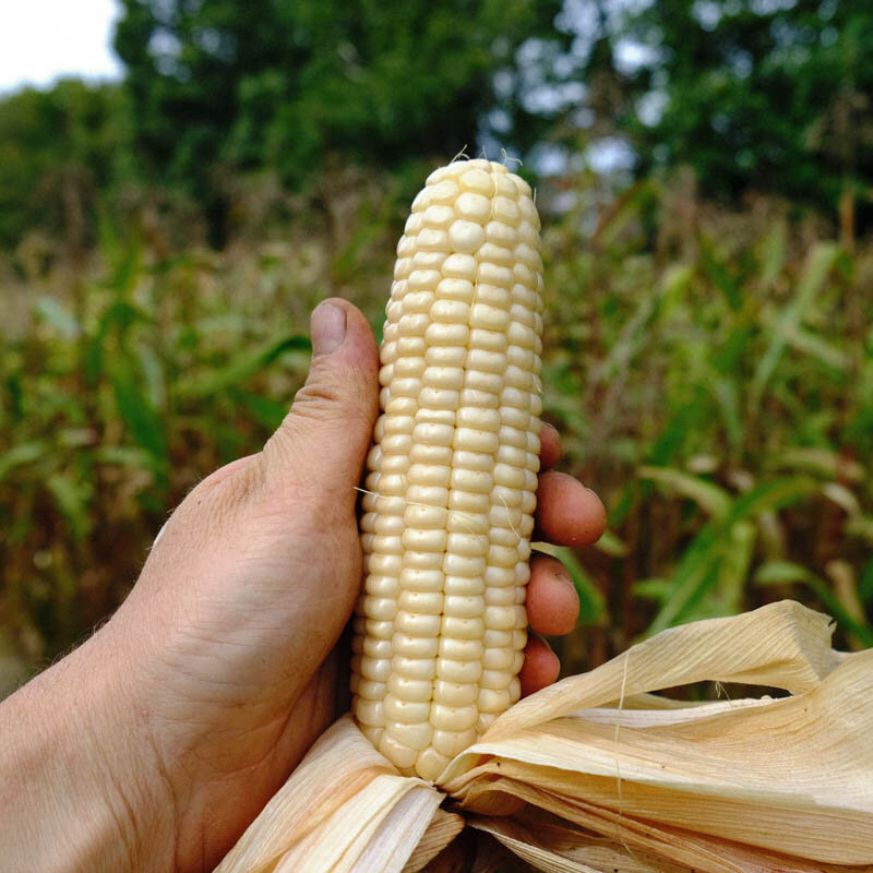 Corn - Blanc d'Astarac