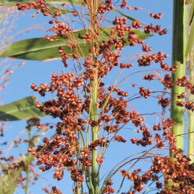 Sorghum - Apache Red Sugarcane