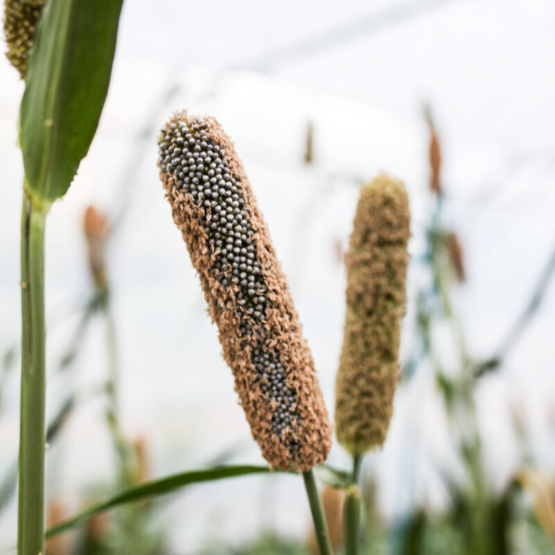 Sorghum - Tunisian