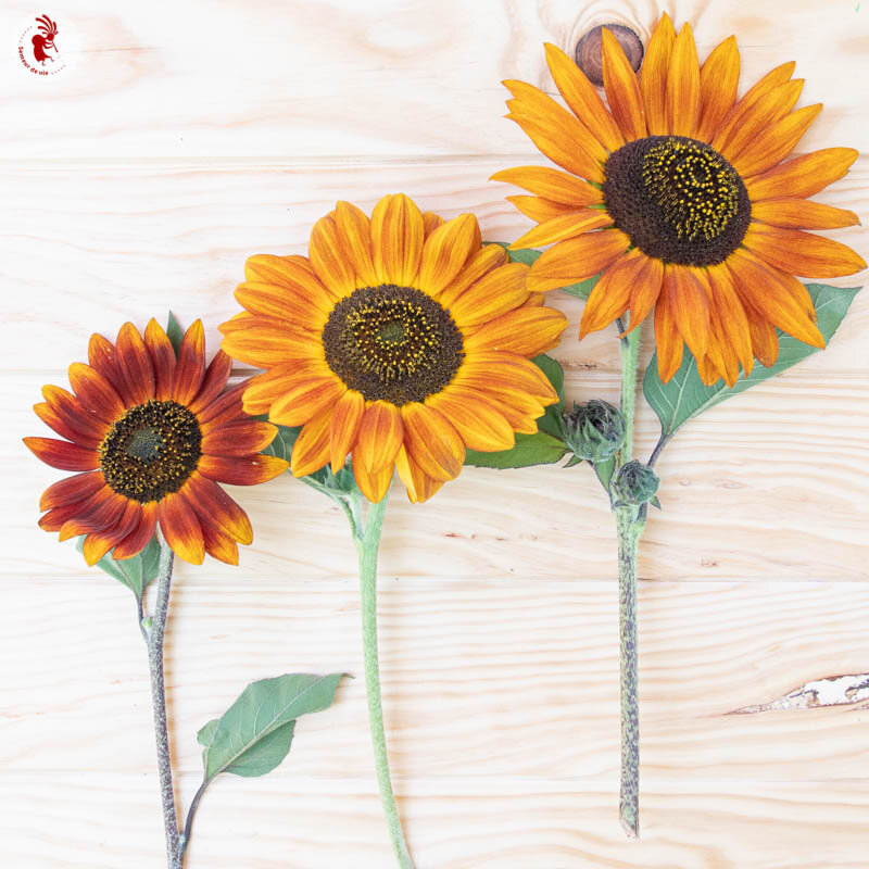 Sunflowers - Autumn Beauty